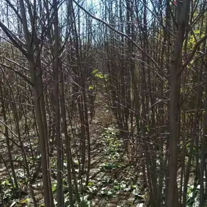 老虎屯哪里有东方绿化苗木