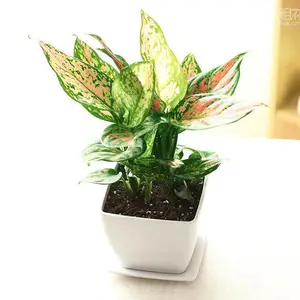 植物销售植物租赁北京植物租赁公司