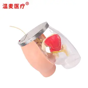 ����ҽ�� ***�β�����ע�估͸���Ա�ģ�� �����ṹ ��Ѫ��ϵͳ
