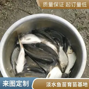 山东日照本地草鱼苗鲤鱼苗养殖场培育健壮鱼种