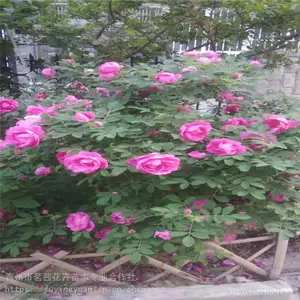�ļ�õ����۸��ļ�õ����***��ɽ���ļ�õ������