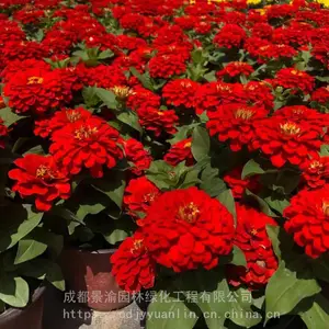 百日草 成都百日菊基地 精品百日菊现货 百日菊杯苗图片