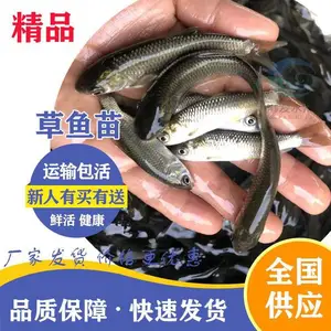 草鱼苗批发 四大家鱼苗品种好 鲩鱼苗适应能力强 量足发货