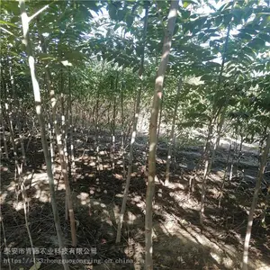 ¶���㴻���� ����ũҵ ��Ʒ���㴻�� ���س���