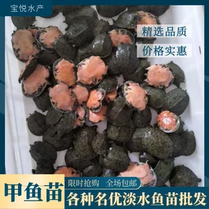 广州甲鱼苗水鱼苗台湾甲鱼中华甲鱼苗龟类包活发货