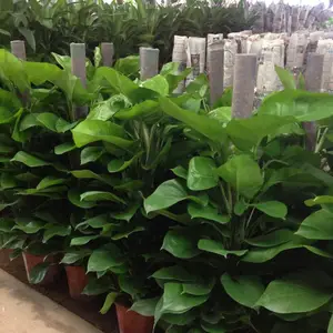望京花卉绿植出租 望京办公花卉绿植租摆服务公司