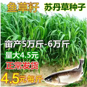 内蒙古呼伦贝尔常青草种草籽销售热线批发花卉种籽草种籽