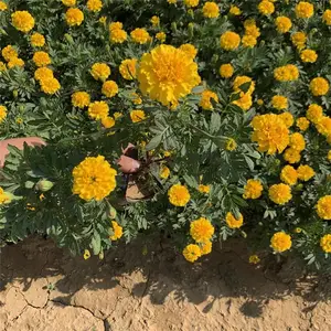 观赏红黄草批发 山东春泥园艺 开花好的红黄草批发基地