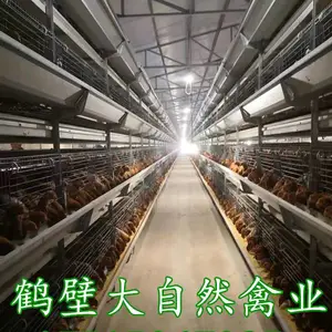 60天晓明海兰褐,脱温青年鸡,60日龄峪口京红育成鸡,包产蛋率