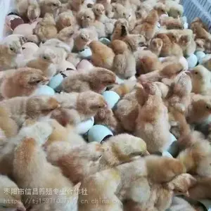 ������Ӧ�߲��̿�������