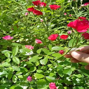 ����¼��������Ǯһ�ꡢ���ͼƬ��Ʒ��