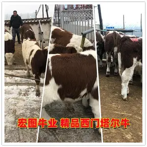 500多斤的 西门塔尔小公牛 价格表