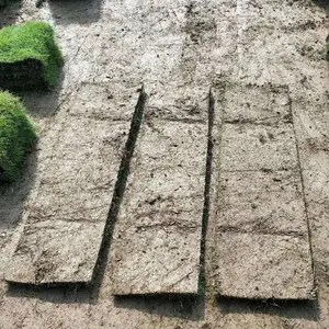 ���ݽ����̻���������Ƥ ������������ƺ***���Ƕ���