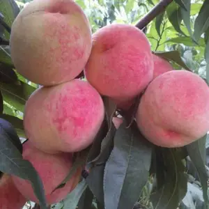 供应陕西大荔北京8号毛桃种植基地，北京8号毛桃价格行情