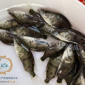 �ͼ�������ˮ��ֳ������ ������ ���������� ����