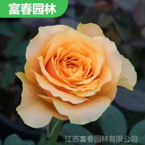 �¼��� ��Ԯ�Ϻ�ɫ������״ �໨��ͥԺ��̨�ɹ����쾰