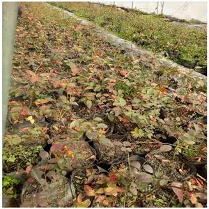 我处现有南好蓝莓苗 盆栽蓝莓苗 哪里有卖 北陆蓝莓