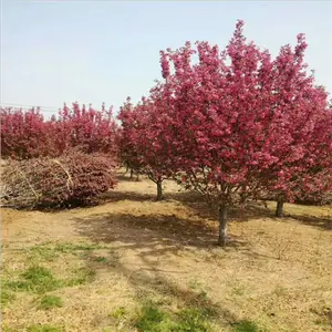 ӣ������������ ӣ������ �߸�ӣ�� 5����6����8����ӣ�����۸�