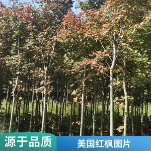 ����� �������15�����ص� ԰���̻� ��ֲ����
