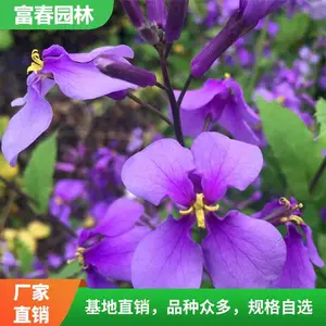 ��Ӧ�� ���� ���� ���� ������ֲ �̻������� ��̳�쾰