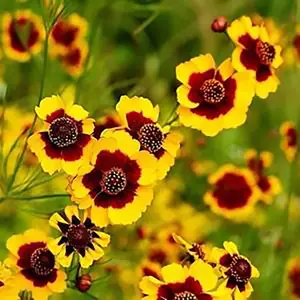 广东打造花海景区绿化种子花种资材供应商