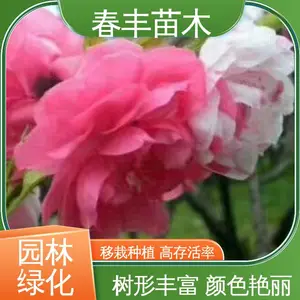 春丰苗木 基地现挖 紫叶碧桃 8-10公分 包装好 成活***