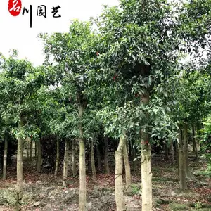 杜英工程绿化苗木批发 10-20公分杜英价格表 四川杜英种植基地直销 量大从优