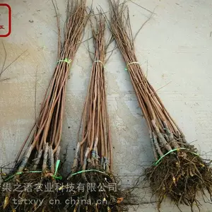 富有柿子苗报价一览表