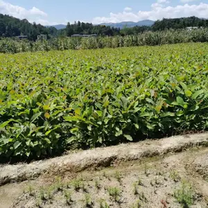 一年生厚朴苗_利川市信都中草药厚朴苗_红松厚朴苗基地直销