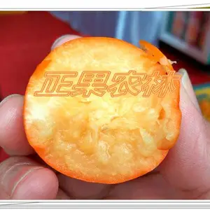 原产地直供融安脆蜜金桔苗当天发货全国包邮送生根粉