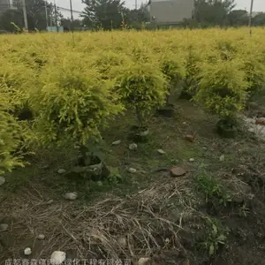 ��ǧ�����أ��ɶ�����Ķ��ɭ��԰�ֱ�����