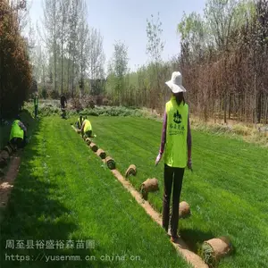 园林绿化混播真草 四季青草坪基地 高10到15厘米 密度好耐修剪
