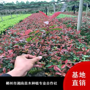 园林绿化成活***红叶石楠_贵港常绿红叶石楠_红叶石楠小苗基地报价
