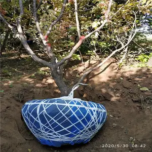 美化缘 道路两旁绿化风景树 矮干美人梅 枝干苍劲