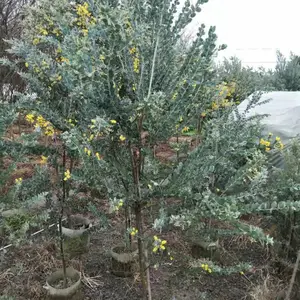 ��Ҷ�ϻ������� �ϻ������������ۻ��� ��Ҷ�ϻ�������