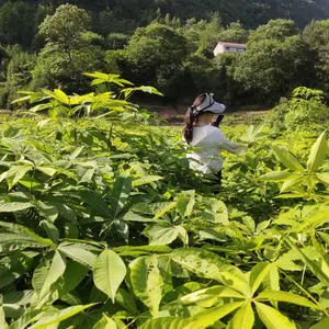 七叶树小苗,三年生七叶树小苗批发,七叶树裸根苗