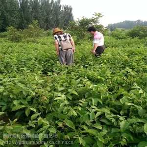 山东省核桃苗价格 核桃苗新品种签订合同