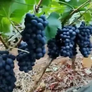 春晖牌两年生澳洲红宝石葡萄苗 红宝石葡萄苗 两年生嫁苗，次年结果，南北均可种植，阳台果树盆景
