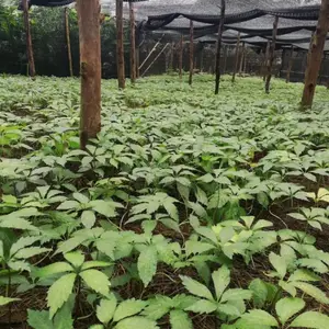 耐寒竹节参_中药材竹节参种子_湖北竹节参苗_白三七种植主产地