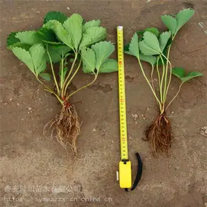 太空2008草莓苗 出售商家 甜查理草莓苗 供应聚集地 帅阳苗木 合作社