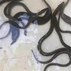 �ϲ����������� ��������***�� ����������