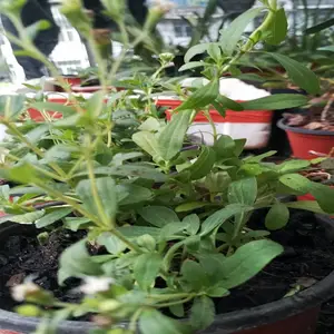 ��Ҷ����[��Ҷ��ƿ��]��������ֱ��