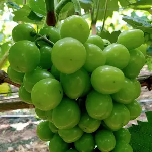河南阳光玫瑰葡萄树苗 阳光玫瑰葡萄苗 阳光玫瑰葡萄日本葡萄