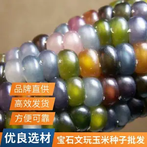 好品种宝石玉米种子 众创农业专业批发 宝石玉米种子批发