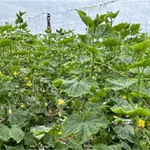 山西农用PO膜源头厂家 山东省守正塑业供应