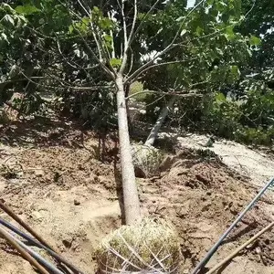 15公分至35公分紫花泡桐大树,贵州黔西泡桐小苗基地,泡桐根桩苗产地报价