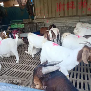 杂交肉羊价格 杜泊绵羊效率 黑山羊直销价格 全国批发
