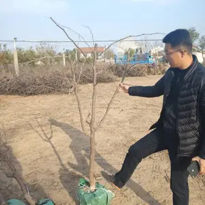 ��������ֲ�������� ���������֡���֦����ҩ�ȹ���������ѯ