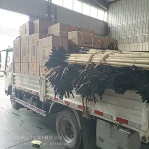 ����ɭ��6MFSH����ʽ��ĭ***�������Զ������