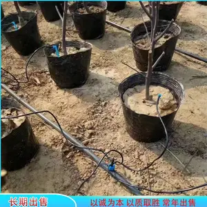 һ���ĵμ� ԰�ֻ����Զ��������� ��ѹ������ʽ��ͷ